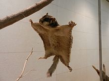 Illustrative image of the flying squirrel (Pteromyini) Oggetto MuSe 020.JPG