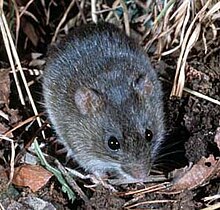 Gray-brown rat