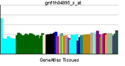 PBB GE NCOA2-gnf1h04995 s ĉe tn.png