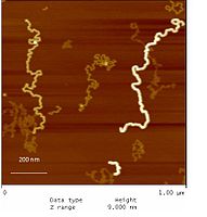Figure 2. Atomic force microscopy height image of co-prepared dendronized polymers of generation one through four (PG1-PG4) reflecting the different thicknesses and apparent persistence lengths for each generation