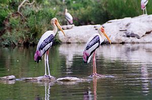 Painted storks, at Ranganathittu Bird Sanctuary