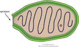 Egy pandoravirus rajza