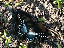 Papilio troilus Linne (1) .jpg