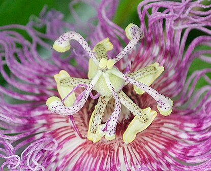 It has been suggested that the elongated spots on the reproductive organs of Passiflora incarnata and related species are ant-mimicking to deter herbivores.[12]