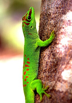 Madagaskaras dienas gekons (Phelsuma madagascariensis)