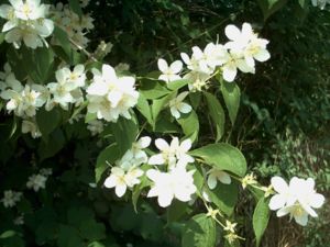 모식종 Philadelphus coronarius