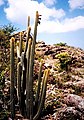 Pilosocereus curtisii