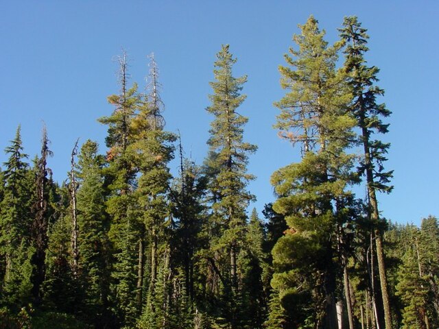 Description de l'image Pinus monticola1.jpg.