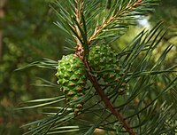 Pinus sylvestris (Grove den), lang lot met 2 zaadkegels tussen bebladerde korte loten