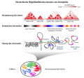 Hierarchische Organisation der Genom-Architektur von Drosophila