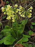 Hohe Schlüsselblume (Primula elatior)