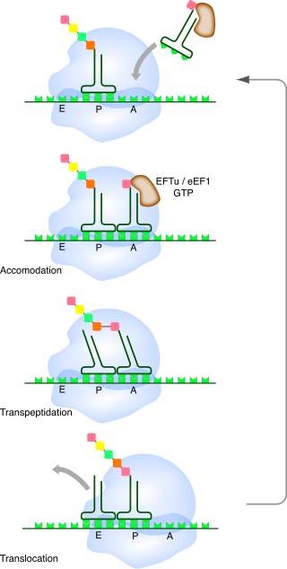  Cycle de l'élongation de la traduction par le ribosome