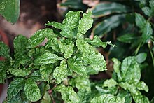 Psychotria nervosa leaves.JPG