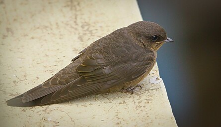 Indische rotszwaluw (Ptyonoprogne concolor)