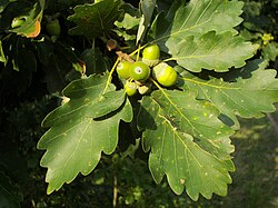 Klinšu ozols (Quercus petraea)