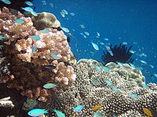 Raja Ampat Islands, West Papua, has the highest recorded level of diversity in marine life, according to Conservation International. Raja Ampat 2.jpg