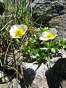 Renoncule des glaciers (Ranunculus glacialis).