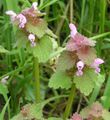 Piros árvacsalán (Lamium purpureum) virágai közelről