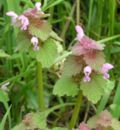 Lamium purpureum için küçük resim