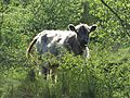 Vorschaubild der Version vom 20:50, 8. Mai 2016