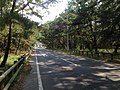 Approach road. The station is set within the Nijinomatsubara pine forest.