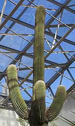 Saguaro (Carnegiea gigantea), Conservatorio botánico, Fort Wayne, Indiana, Estados Unidos, 2012-11-12, DD 01.jpg
