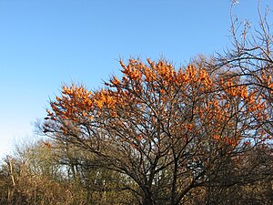 Dünsuurn (Hippophae rhamnoides)