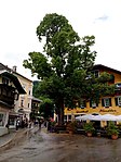 Linde am Kirchenplatz in St. Gilgen