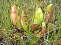 Image 12Carnivorous plants, such as this Sarracenia purpurea pitcher plant of the eastern seaboard of North America, are often found in bogs. Capturing insects provides nitrogen and phosphorus, which are usually scarce in such conditions. (from Bog)