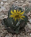 Dandelion Butterwort near Lake Peak