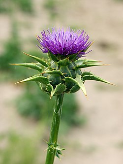 Maarianohdake (Silybum marianum)