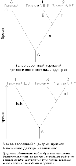 Simple cladistics-rus.gif
