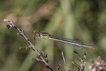 Small red damselflyCeriagrion tenellum form melanogastrum♀ England, UK