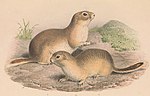 Miniatura para Spermophilus alashanicus