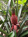 7. Ananas comosum