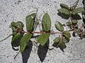 Miniatura para Euphorbia hirta
