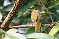 Bulbul de Finlayson