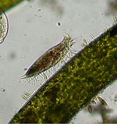 Stylonychia sp. (Oxytrichidae).