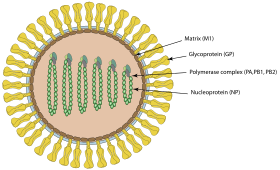 Desenho esquemático: Virião do vírus Quaranfil em secção transversal