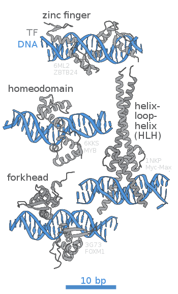 The molecular structures of several common classes of DNA-binding domains (grey), showing how they interact with the DNA double helix (blue) Transcription factors DNA binding sites.svg
