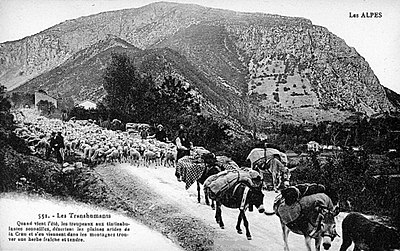 Troupeaux de moutons en transhumance de la Provence vers les Alpes