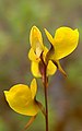 Utricularia juncea Vahl (8178568744). 
 jpg