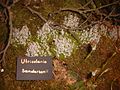 Utricularia sandersonii