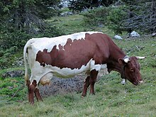 Pincgaŭra bovino en la Achental, Tirolo, Aŭstrio