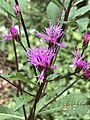 Vernonia blodgettii