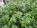 photographie d'une plante de près