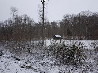 Ahornwald des Naturraums Buch am Ahorn zwischen dem gleichnamigen Ort Buch am Ahorn und Heckfeld, 2017