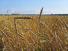 Wheat in Tomsk Oblast, Siberia Wheat Tomsk.jpg