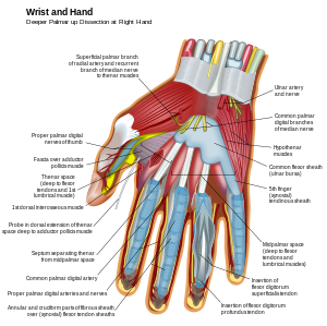 Muscles and other structures of wrist and palm