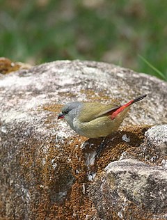 Description de l'image Yellow-bellied waxbill, Estrilda quartinia, Vumba National Botanical Garden, Zimbabwe (21816311046).jpg.